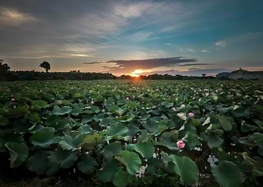 Sunset at Lotus field