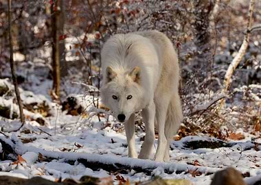Wary and Watchful Wolf