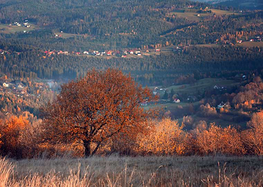 Autumn trees, forest, view