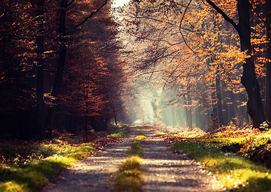 Morning autumn forest,view