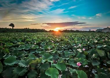 Sunset at Lotus field