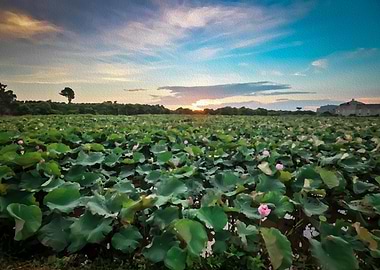 Sunset at lotus field