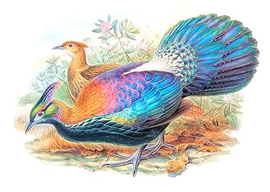 Monal Himalayan Pheasant
