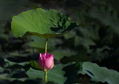Lotus