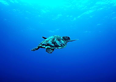 Turtle Blue
