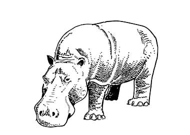 Sketch style hippopotamus
