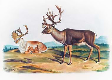 Caribou