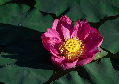 lotus