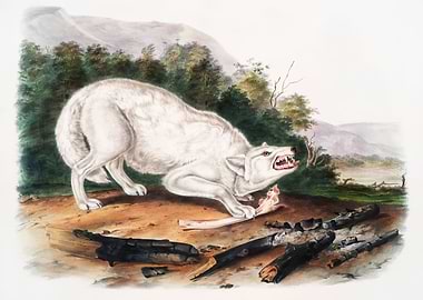 White American Wolf