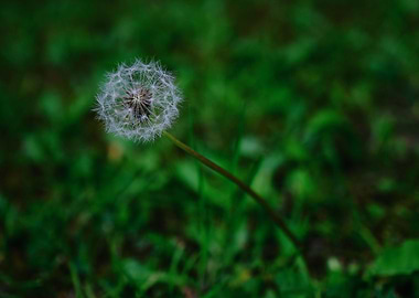 Dandelion Clock Flower