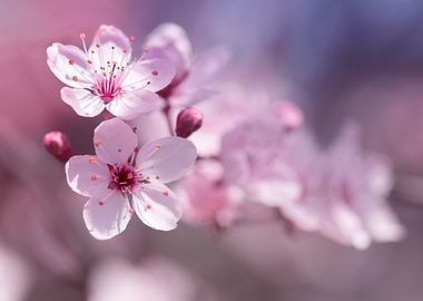 Japanese cherry blossoms