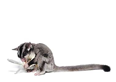 sugar glider