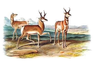 Prong Horned Antelope