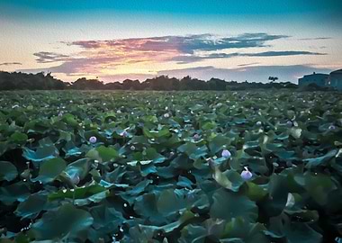 Sunset lotus field