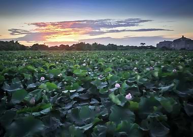 Sunset lotus field