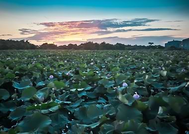 Sunset lotus field