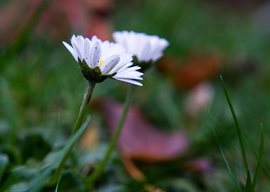 we sometimes resist frost