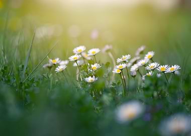 White daisies, meadow