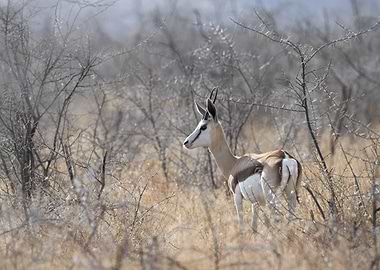 Springbok in Etosha