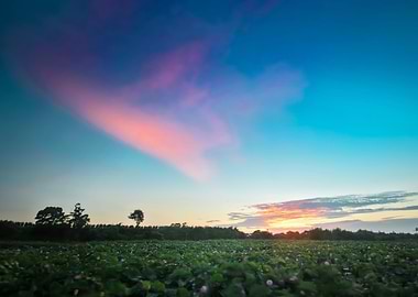 Sunset lotus field
