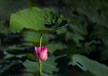 lotus