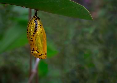 Butterfly Chrysalis
