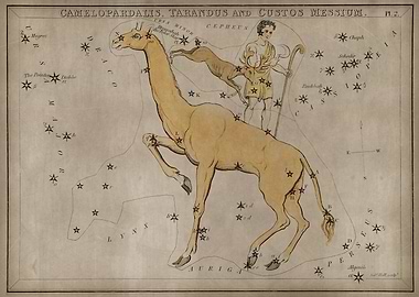 Camelopardalis Tarandus