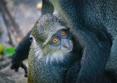 Monkey,Kenya,Africa,safari