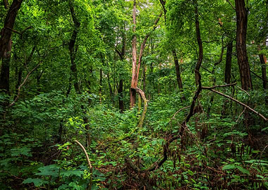 Lush Forest Wilderness