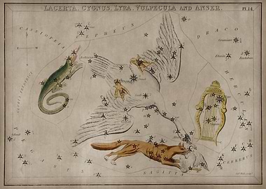 Lacerta Cygnus Lyra