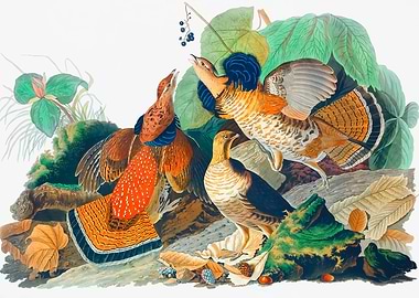 Ruffed Grouse