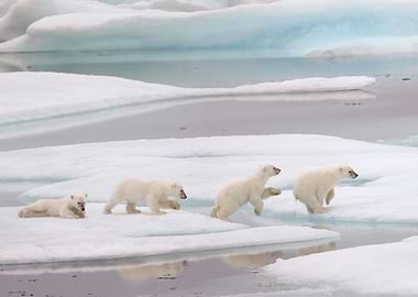 Leaping baby polar bear
