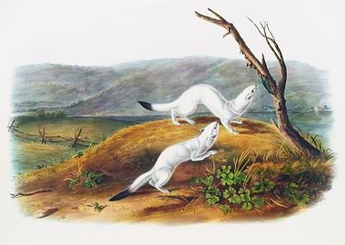 Little Nimble Weasel