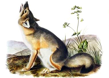 Swift Fox