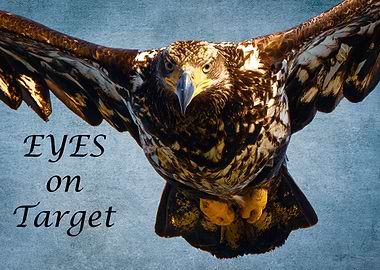 Eyes on Target Bald Eagle