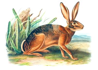 Californian Hare