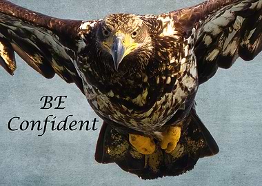 Be Confident Bald Eagle