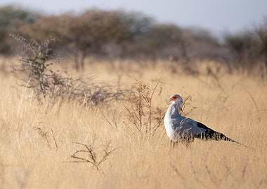 Secretary bird in Namibia