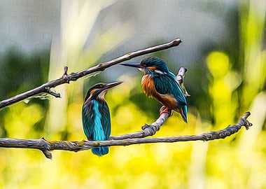 Kingfisher