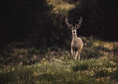 Flight of the deer