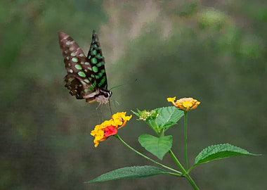 Green Spotted Butterfly