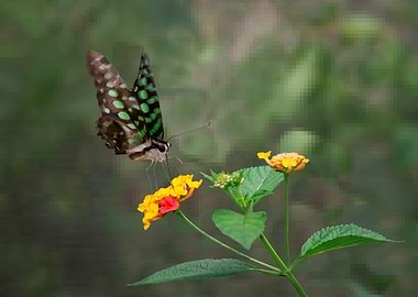 Green Spotted Butterfly
