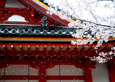Cherry Blossom Temple