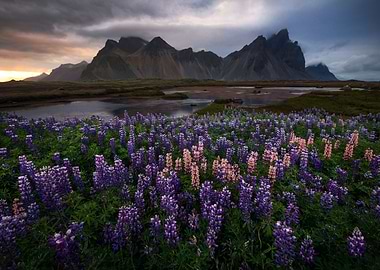 Lupines at Stokksnes