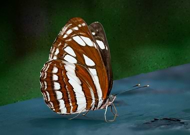 Spotted Butterfly