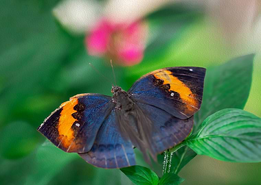 Wooden Leaf Butterfly