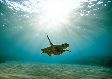 Turtles swim on the seabed