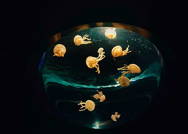 Several small jellyfish