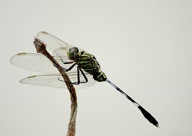 Dragon Fly
