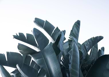 Sunset Banana Leaves 1